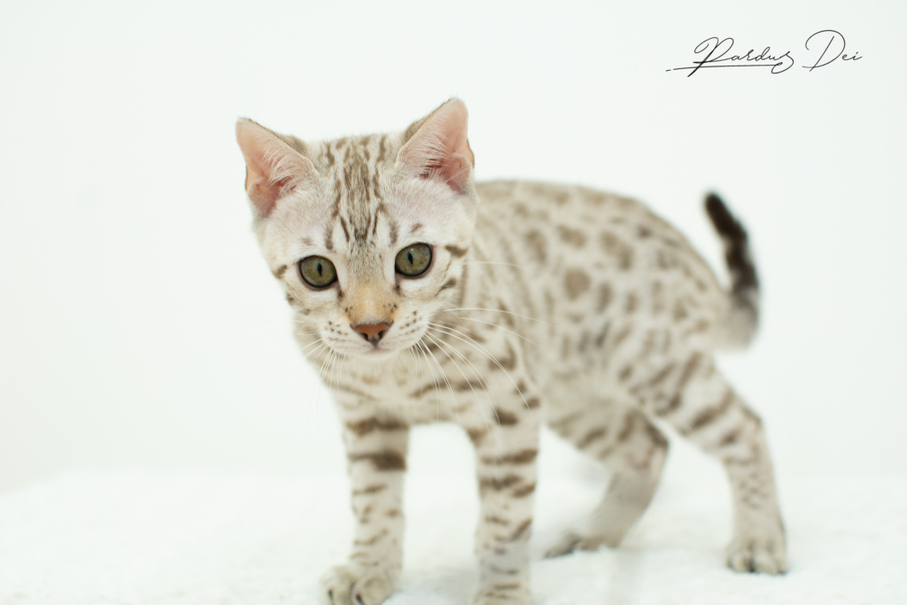 Dream 5