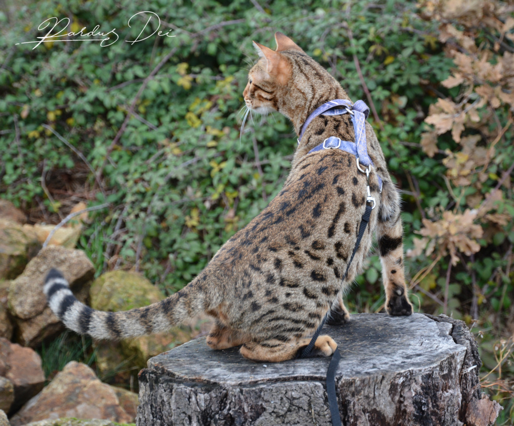Sacrilege chat bengal femelle issus de la chatterie Pardus Dei près de Lyon sur un rondin