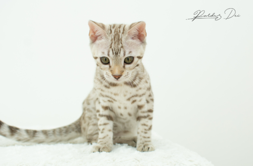 chaton bengal mink Dream issus de l'élevage pardus dei près de lyon dans un studio photo au fond blanc assise Dream 4
