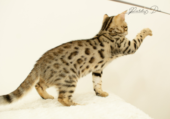 Lullaby chaton bengal brown de la chatterie pardus dei près de lyon dans un studio photo sur fond blanc, debout de côté