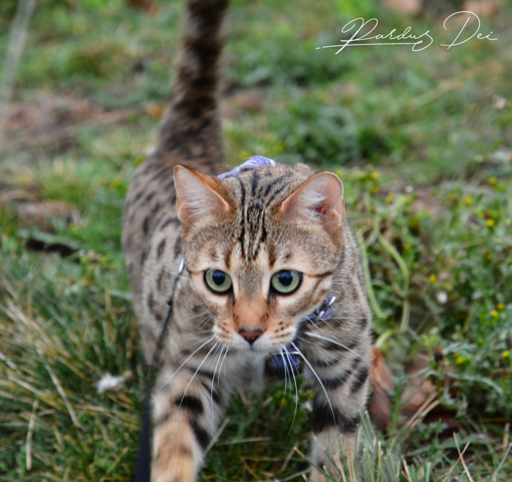 Sacrilege chat bengal femelle issus de la chatterie Pardus Dei près de Lyon dans l'herbe de face