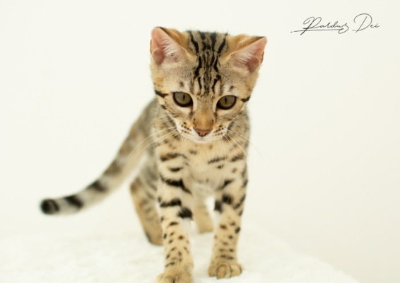 Lullaby chaton bengal brown de la chatterie pardus dei près de lyon dans un studio photo sur fond blanc, debout de face