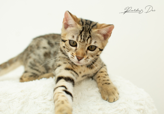 Lullaby chaton bengal brown de la chatterie pardus dei près de lyon dans un studio photo sur fond blanc, couché de face