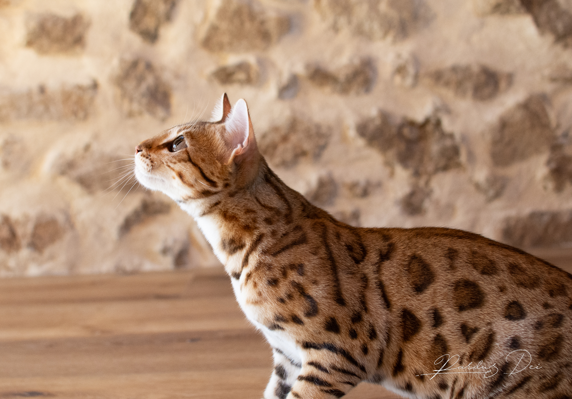 Chaton Bengal brown de l'élevage Pardus Dei qui de côté devant un mur en pierre