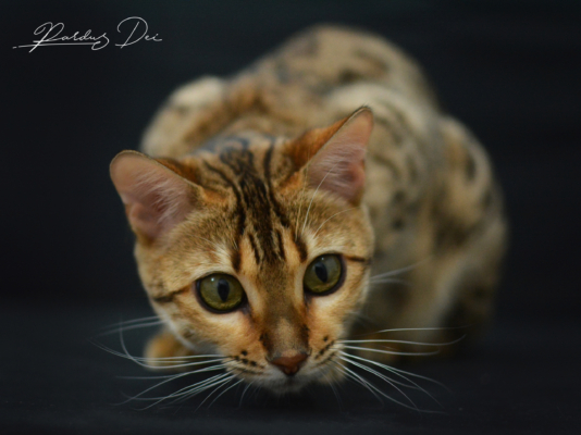 Portrait de face de Claire de Lune femelle chat bengal brown de la chatterie pardus dei près de lyon debout fièrement dans un studio photo sur fond noir
