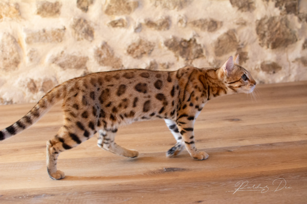 Chaton Bengal brown de la chatterie Pardus Dei près de Lyon debout dans un salon