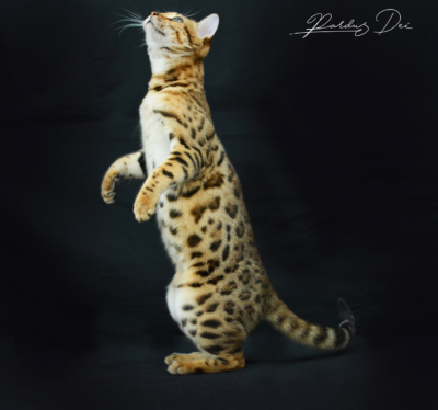 Claire de Lune femelle bengal brown de la chatterie pardus dei près de lyon debout dans un studio photo sur fond noir Claire de Lune femelle bengal brown de la chatterie pardus dei près de lyon debout dans un studio photo sur fond noir