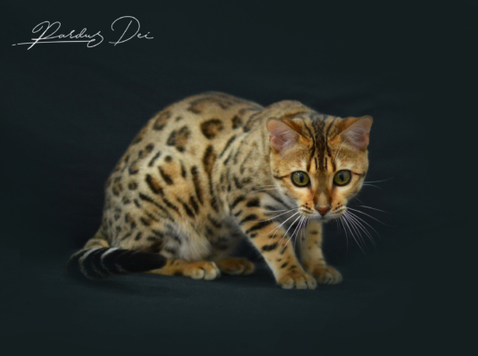 Claire de Lune femelle chat bengal brown de la chatterie pardus dei près de lyon assise dans un studio photo sur fond noir
