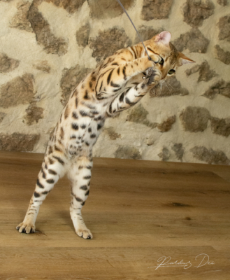 Chaton Bengal brown de l'élevage Pardus Dei qui debout devant un mur en pierre
