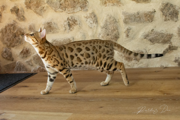 Chaton Bengal brown de l'élevage Pardus Dei qui chasse devant un mur en pierre