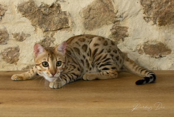 Chaton Bengal brown de l'élevage Pardus Dei qui marche devant un mur en pierre