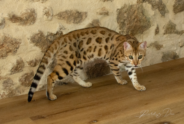 Chaton Bengal brown de l'élevage Pardus Dei qui marche de côté devant un mur en pierre