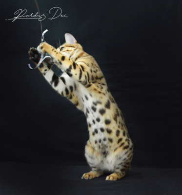 Claire de Lune femelle chat bengal brown de la chatterie pardus dei près de lyon debout fièrement dans un studio photo sur fond noir dressée