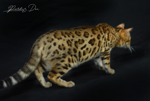 Claire de Lune femelle chat bengal brown de la chatterie pardus dei près de lyon debout fièrement dans un studio photo sur fond noir de dos