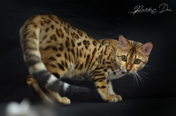 Claire de Lune femelle chat bengal brown de la chatterie pardus dei près de lyon qui joue dans un studio photo sur fond noir