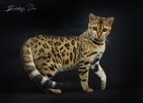 Claire de Lune femelle chat bengal brown de la chatterie pardus dei près de lyon debout fièrement dans un studio photo sur fond noir