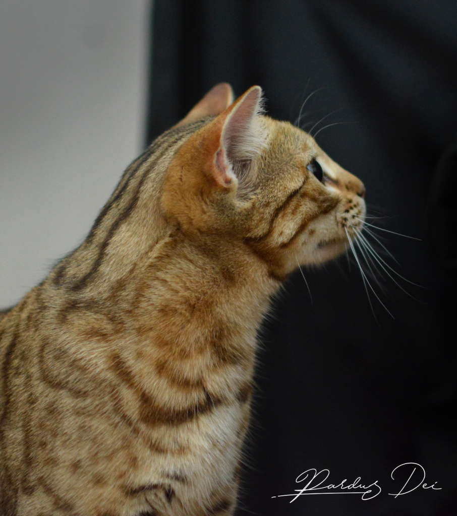 Urban Panthera chat bengal femelle issus de la chatterie Pardus Dei près de Lyon dans un studio photo sur fond noir de profil