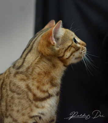 Urban Panthera chat bengal femelle issus de la chatterie Pardus Dei près de Lyon dans un studio photo sur fond noir de profil