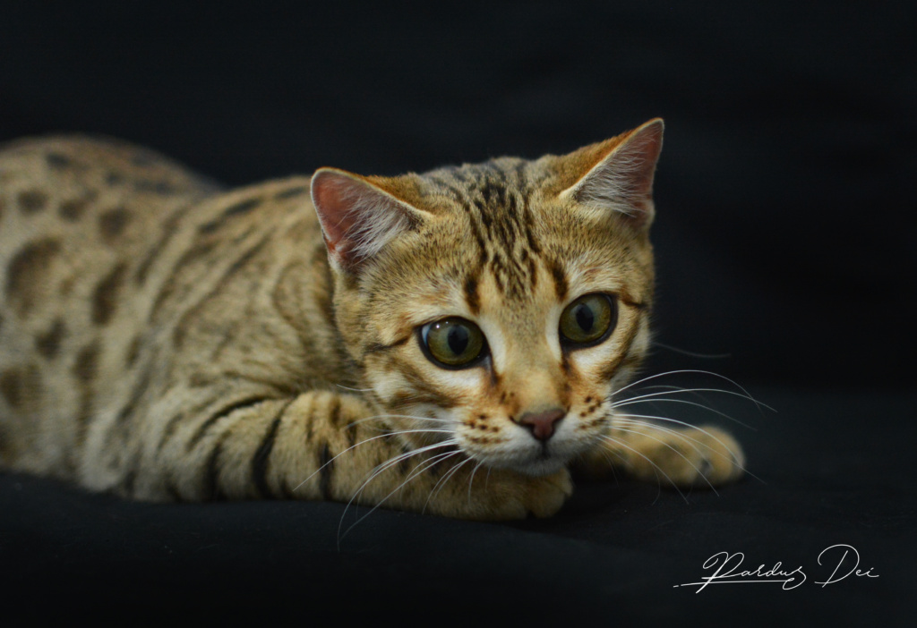 Urban Panthera chat bengal femelle issus de la chatterie Pardus Dei près de Lyon dans un studio photo sur fond noir de face