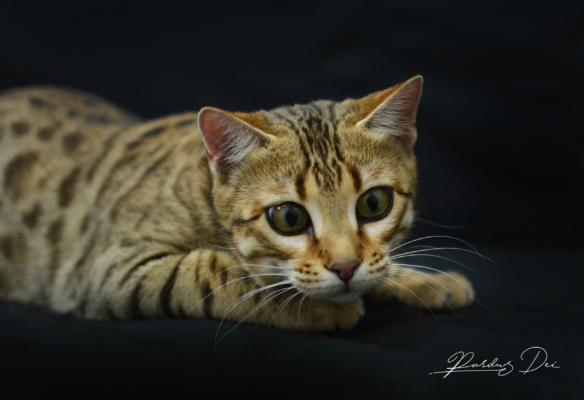 Urban Panthera chat bengal femelle issus de la chatterie Pardus Dei près de Lyon dans un studio photo sur fond noir de face