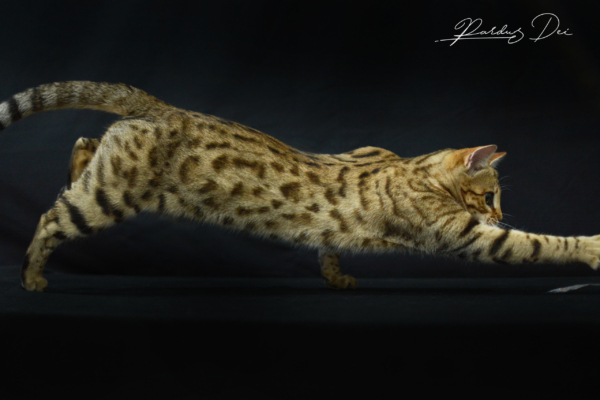 Urban Panthera chat bengal femelle issus de la chatterie Pardus Dei près de Lyon dans un studio photo sur fond noir qui saute