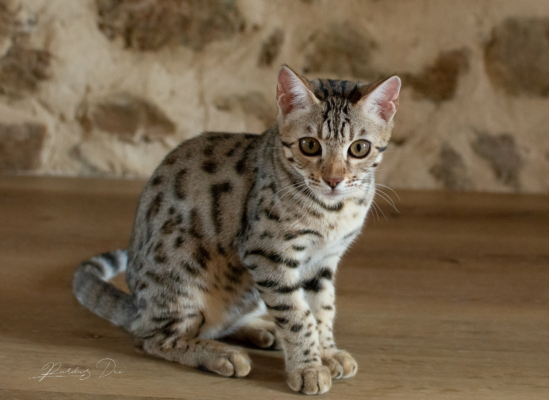 Lullaby chat bengal brown de la chatterie pardus dei près de lyon de face dans un salon assis par terre