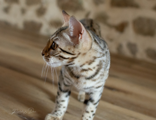 Portrait de profil de Lullaby chat bengal brown de la chatterie pardus dei près de lyon dans un salon