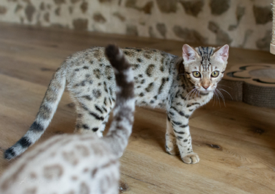 Lullaby chat bengal brown de la chatterie pardus dei près de lyon dans un salon debout vu de face Lullaby chat bengal brown de la chatterie pardus dei près de lyon dans un salon debout vu de face
