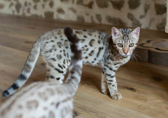 Lullaby chat bengal brown de la chatterie pardus dei près de lyon dans un salon debout vu de face
