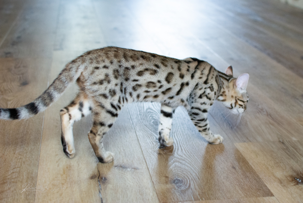 Lullaby chat bengal brown de la chatterie pardus dei près de lyon dans un salon debout vu de droite