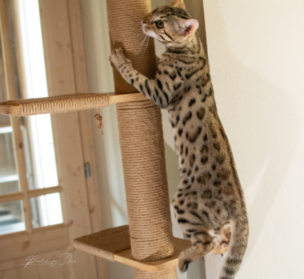 Lullaby chat bengal brown de la chatterie pardus dei près de lyon sur un arbre a chat de côté droit