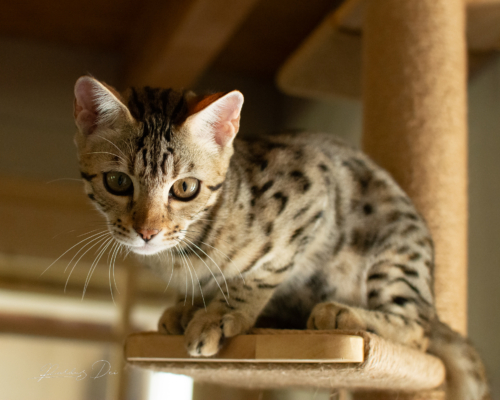 Lullaby chat bengal brown de la chatterie pardus dei près de lyon de face sur un arbre a chat