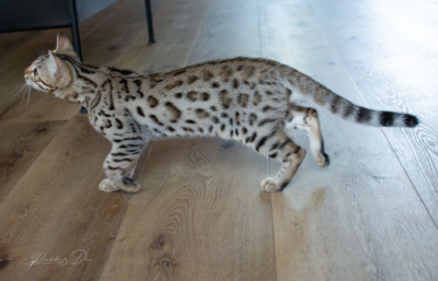 Lullaby chat bengal brown de la chatterie pardus dei près de lyon dans un salon debout vu de gauche Lullaby chat bengal brown de la chatterie pardus dei près de lyon dans un salon debout vu de gauche