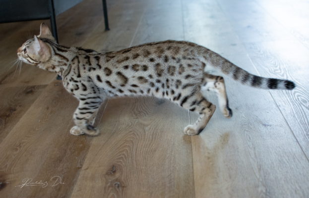 Lullaby chat bengal brown de la chatterie pardus dei près de lyon dans un salon debout vu de gauche