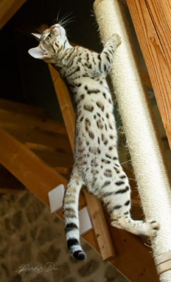 Lullaby chat bengal brown de la chatterie pardus dei près de lyon sur un arbre a chat de côté droit