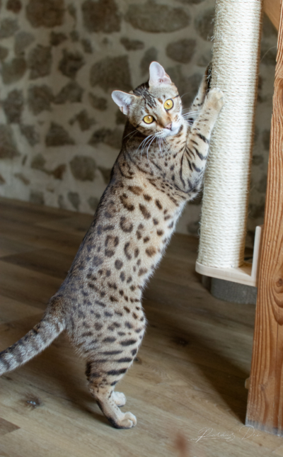 Xallulah 8