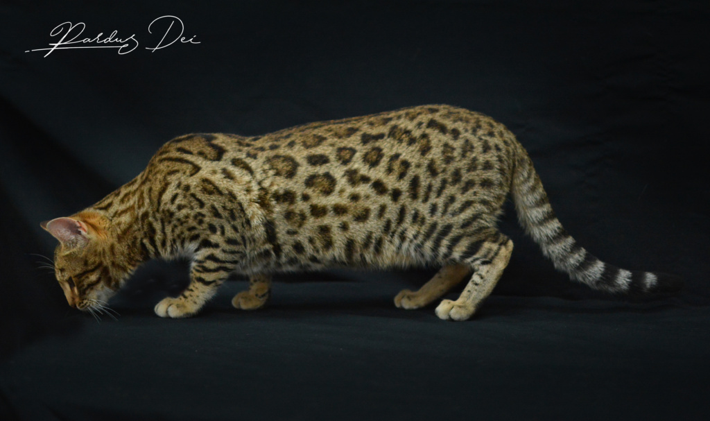 Up to Desire, chat Bengal Brown appartenant à la chatterie Pardus Dei près de Lyon debout dans un studio photo sur fond noir en train de sentir le seul