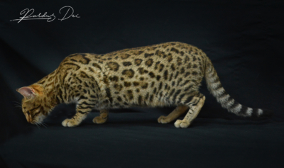 Up to Desire, chat Bengal Brown appartenant à la chatterie Pardus Dei près de Lyon debout dans un studio photo sur fond noir en train de sentir le seul