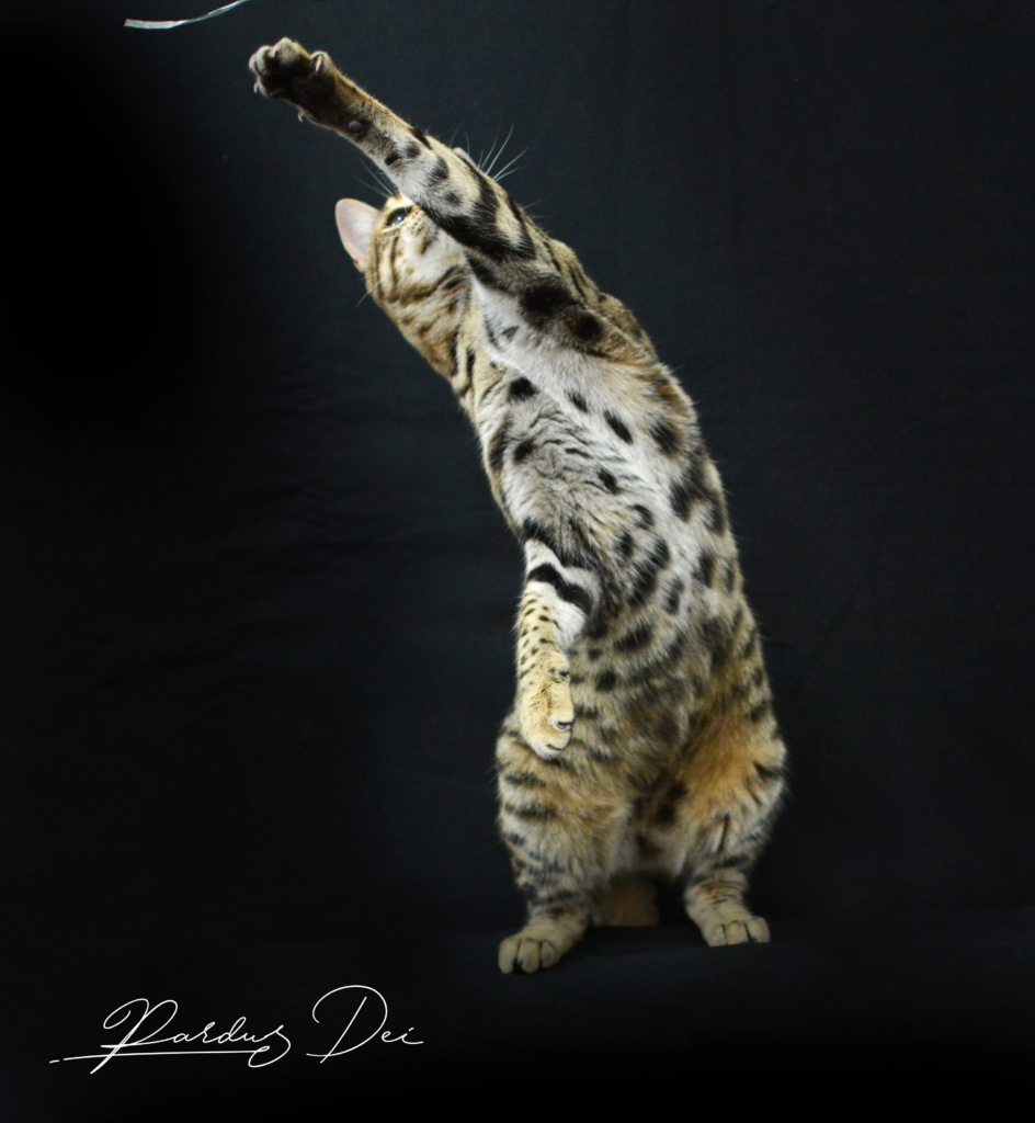 Up to Desire, chat Bengal Brown appartenant à la chatterie Pardus Dei près de Lyon dans l'herbe debout dans un studio photo sur fond noir qui joue avec un plumeau dressée sur les pattes arrières