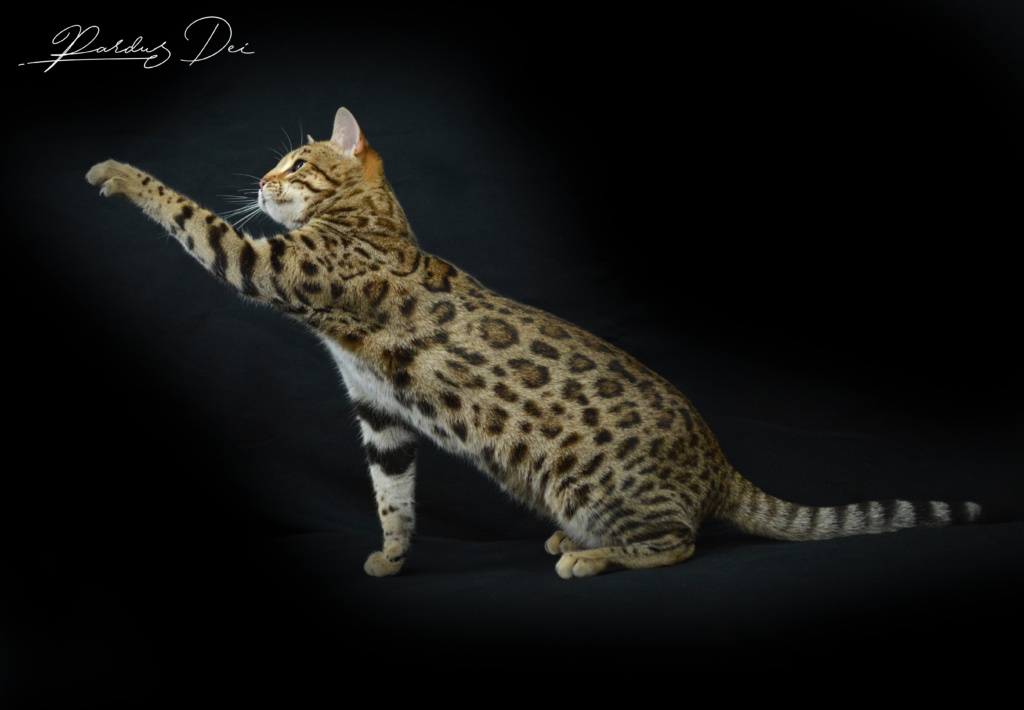 Up to Desire, chat Bengal Brown appartenant à la chatterie Pardus Dei près de Lyon dans l'herbe debout dans un studio photo sur fond noir qui joue avec un plumeau assise