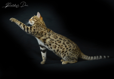 Up to Desire, chat Bengal Brown appartenant à la chatterie Pardus Dei près de Lyon dans l'herbe debout dans un studio photo sur fond noir qui joue avec un plumeau assise