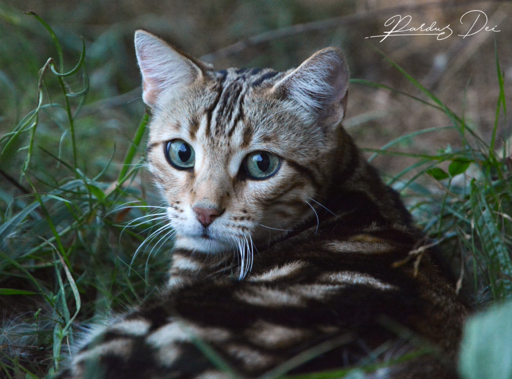 Shalimar chat Bengal appartenenant à la chatterie PardusDei près de Lyon dans l'herbe de face couché