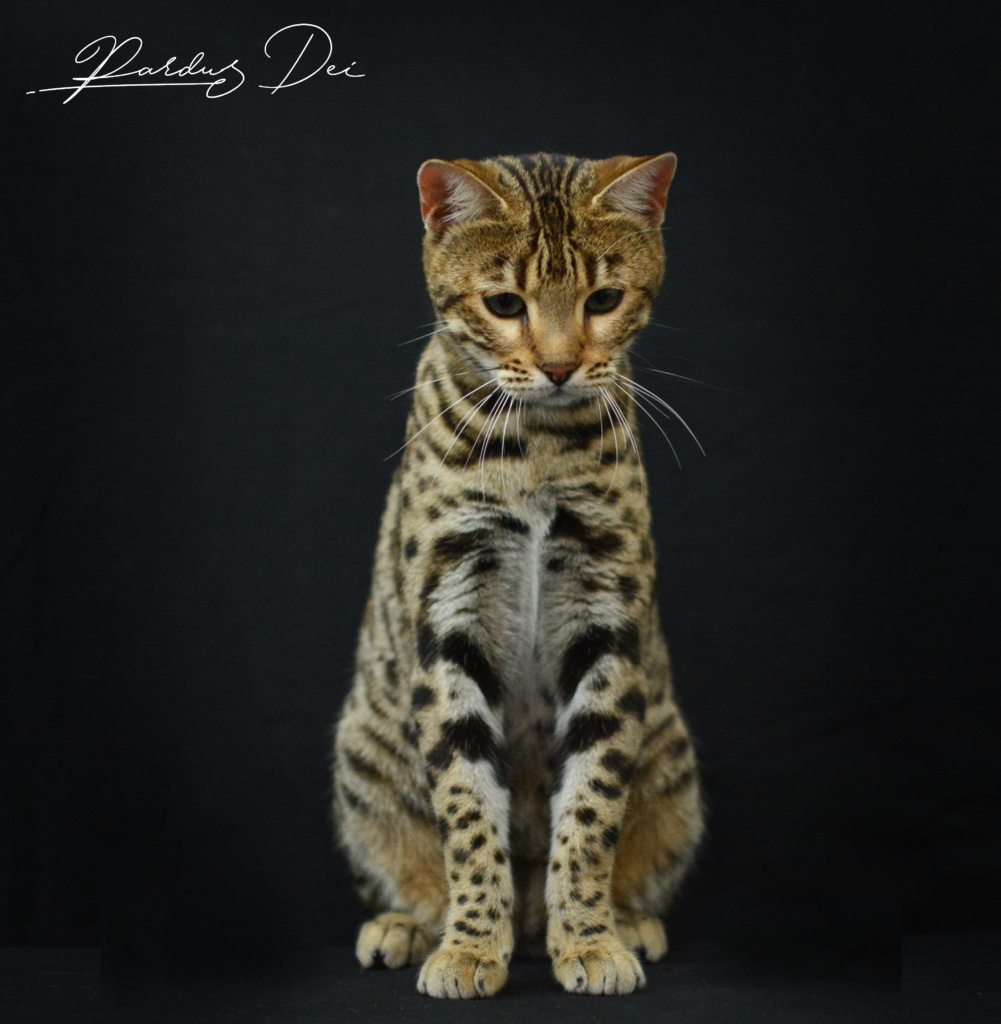 Up to Desire, chat Bengal Brown appartenant à la chatterie Pardus Dei près de Lyon dans l'herbe assise de face dans un studio photo