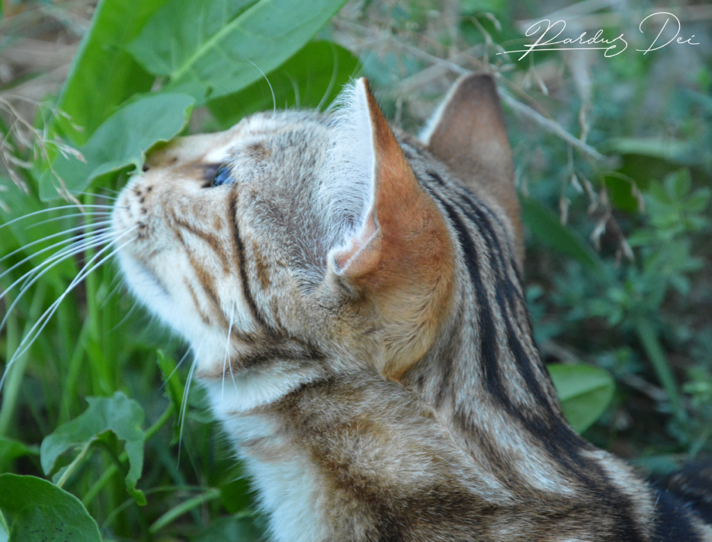 Shalimar chat Bengal appartenenant à la chatterie PardusDei près de Lyon dans l'herbe de coté