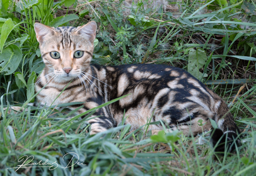 Shalimar chat Bengal appartenenant à la chatterie PardusDei près de Lyon dans l'herbe de face