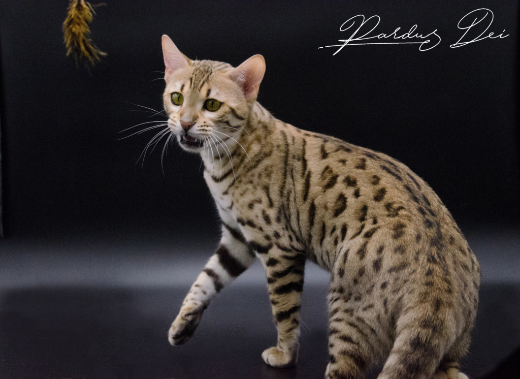Absolutely chat bengal femelle issus de la chatterie Pardus Dei près de Lyon dans un studio photo sur fond noir en train de jouer avec un plumeau