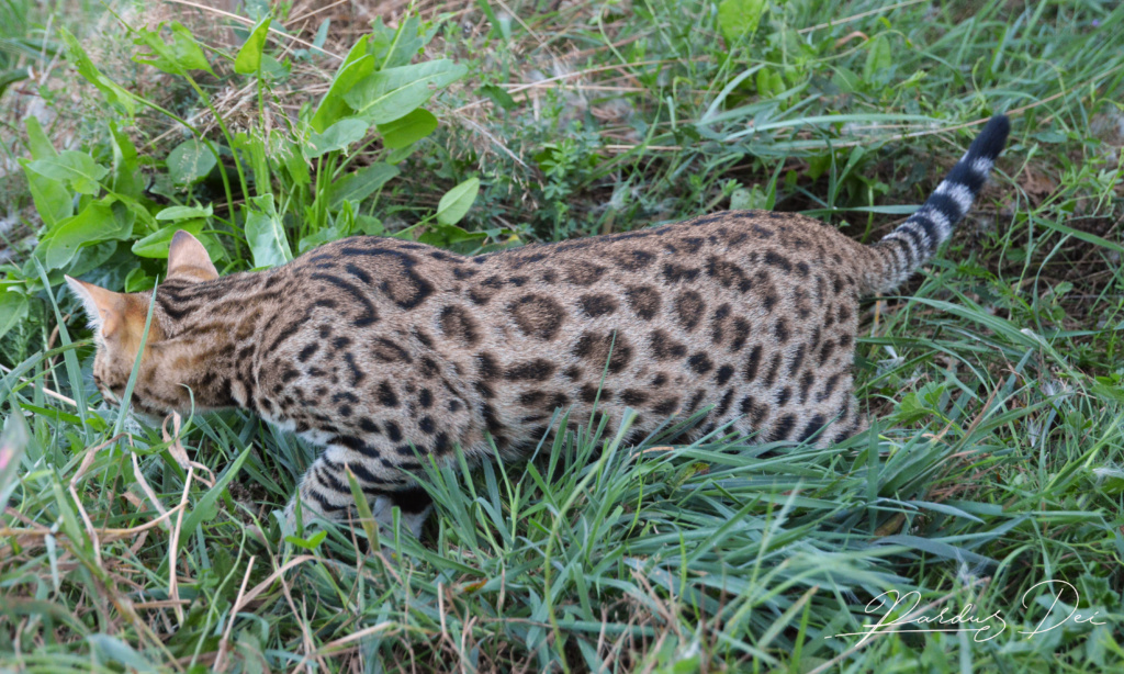 Up to Desire, chat Bengal Brown appartenant à la chatterie Pardus Dei près de Lyon dans l'herbe debout étendue, en train de chasser