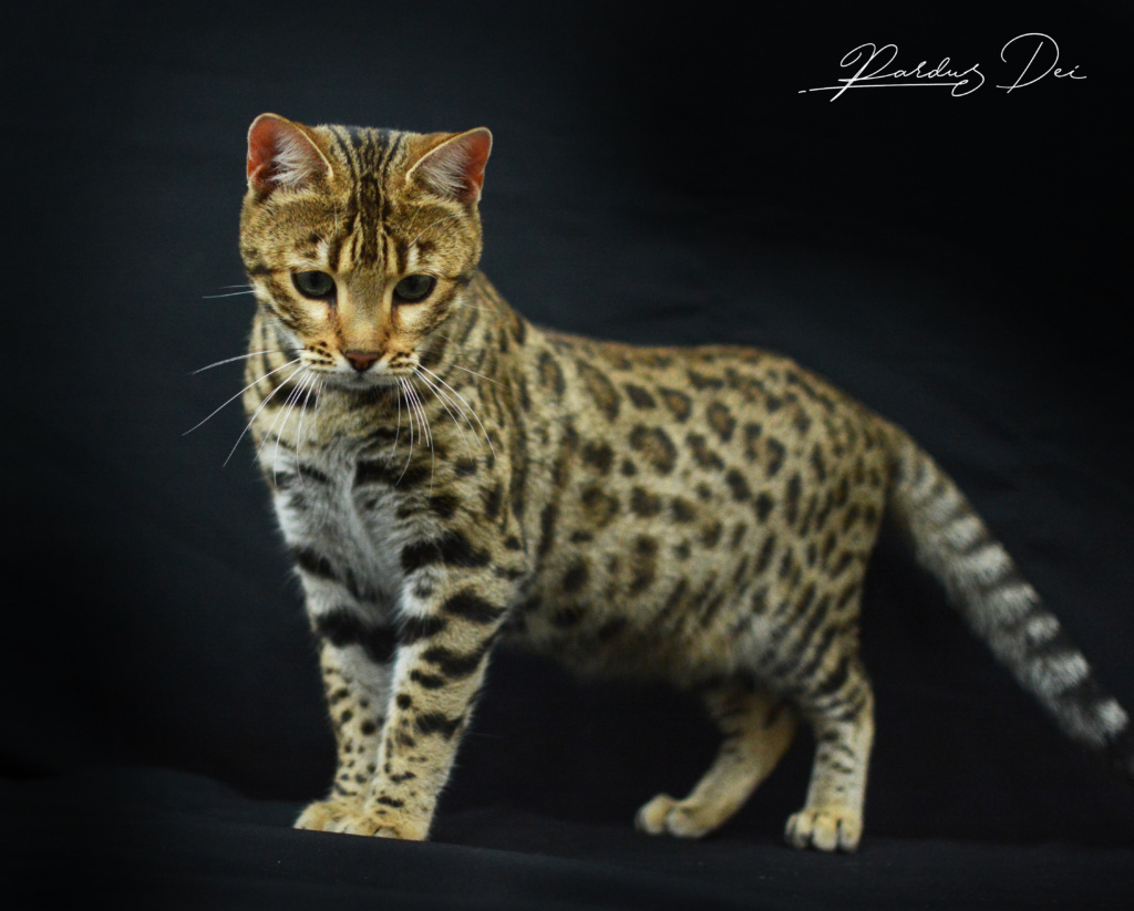Up to Desire, chat Bengal Brown appartenant à la chatterie Pardus Dei près de Lyon debout dans un studio photo sur fond noir en train de sentir le seul vu de face en train de regarde à droite