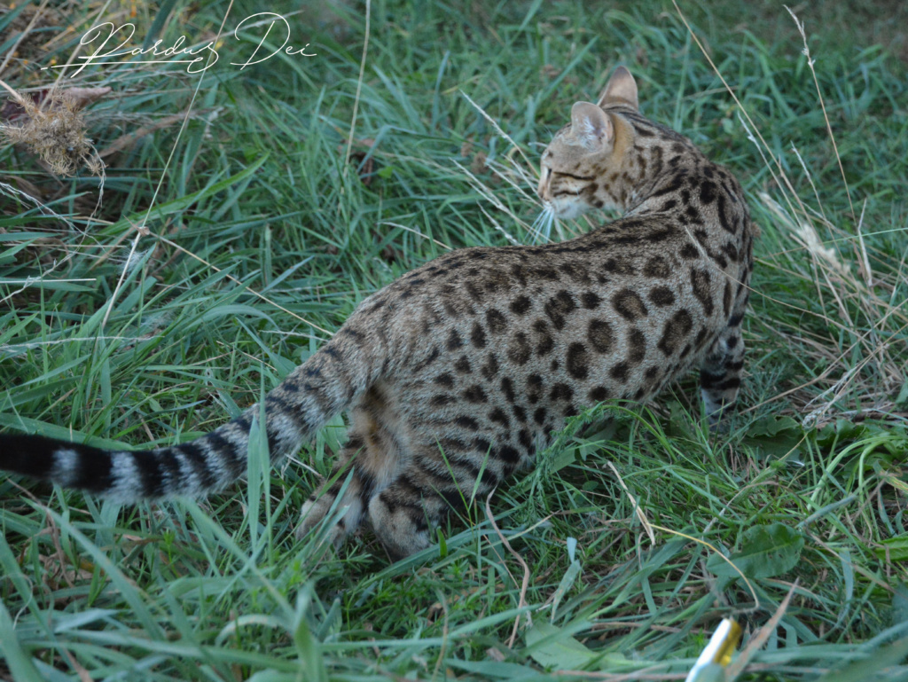 Up to Desire, chat Bengal Brown appartenant à la chatterie Pardus Dei près de Lyon dans l'herbe debout vu de droite