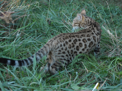 Up to Desire, chat Bengal Brown appartenant à la chatterie Pardus Dei près de Lyon dans l'herbe debout vu de droite
